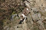 BORDER COLLIE 838